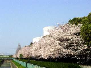 写真ｃ３：大水川散策路沿いの桜並木。