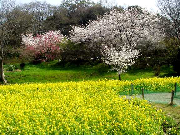 写真ｃ４：津堂城山古墳の菜の花畑と桜。
