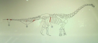 写真２：竜脚類化石の出土部位図。