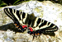写真１：「虎斑の蝶」事ギフチョウ。