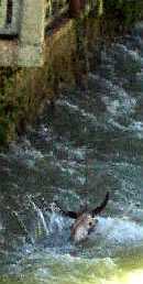 写真０－３：虎跳峡鎮の川に晒すヤクの生頭蓋。