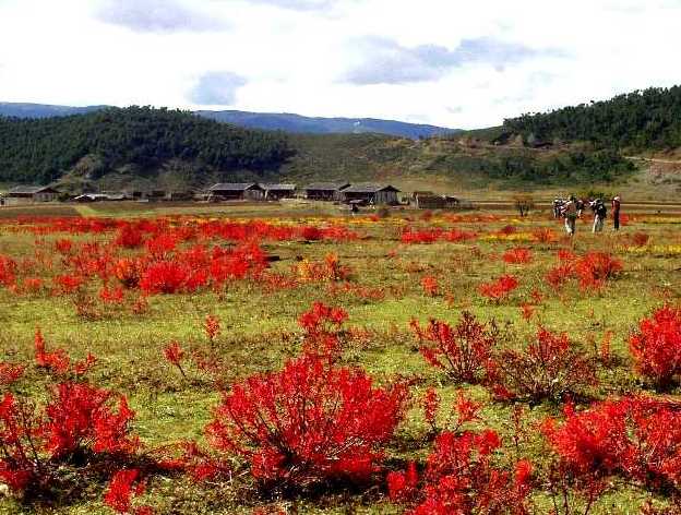 写真１－１：小中甸の紅葉風景。