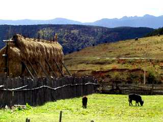 写真１－４：小中甸のヤクの牧場。