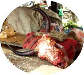 写真１０－４：”牛肉”屋に転がっていたヤクの生頭蓋。