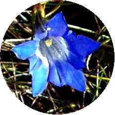 写真４－５：碧塔海湿原に咲く小さな青い花。