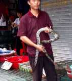 写真１２：［広州清平市場で］　体にヘビを巻き付けているヘビ売り。こんなのはヘッチャラです。