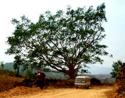 写真８－２：東木村の目印の樹木。