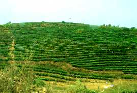 写真８：孟連からパーリャンへ行く途中のお茶畑の峠。