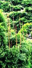 写真３－１：漓江沿岸の竹。