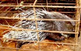 写真３８：広州動物市場の針鼠。