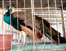 写真５：広州動物市場の孔雀。