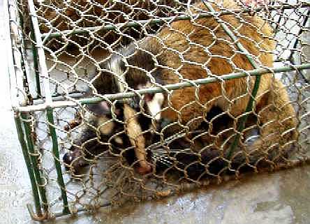 写真１：広州の動物市場の食用ハクビシン。