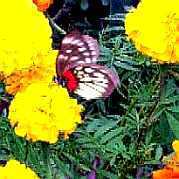 壁飾り４：陽朔の蝶（スジグロマダラシロチョウ）。