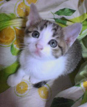 Hij