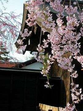 枝垂桜が美しい