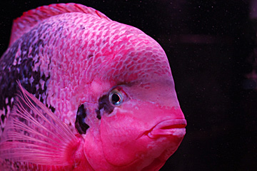 Paratheraps bifasciatus