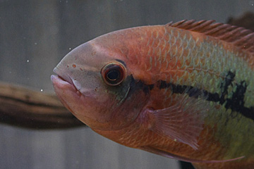 Hypselecara temporalis
