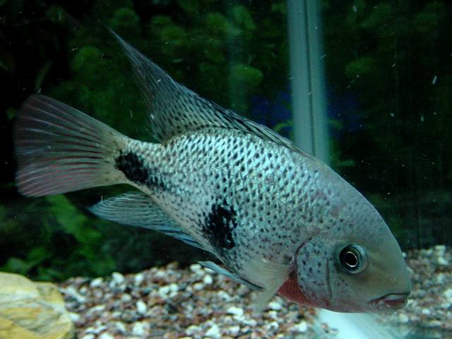 Vieja．Maculicauda
