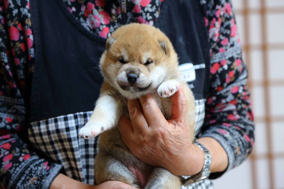 柴犬福岡子犬の紹介及び、日本犬柴犬の子犬販売です。
