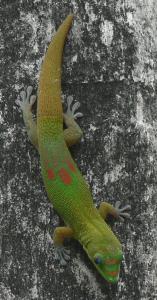 ϥ磻Gecko
