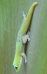 ϥ磻Gecko 2