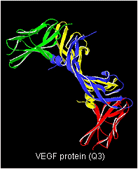 VEGF protein (Q3)