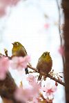 さくらジロ　サクラとメジロ１