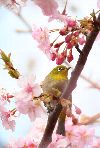 さくらジロ　サクラとメジロ２
