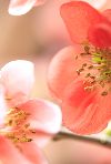 ぼけ