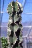 KN