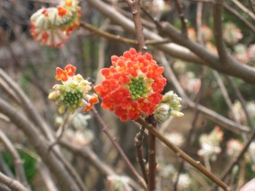 �O���i�݂܂��j