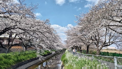 見沼代用水桜 見沼代用水桜