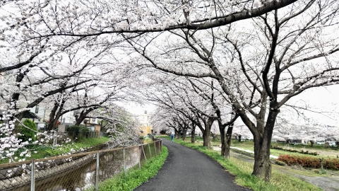 見沼代用水西縁 見沼代用水西縁