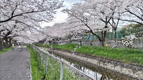 見沼代用水西縁 見沼代用水西縁