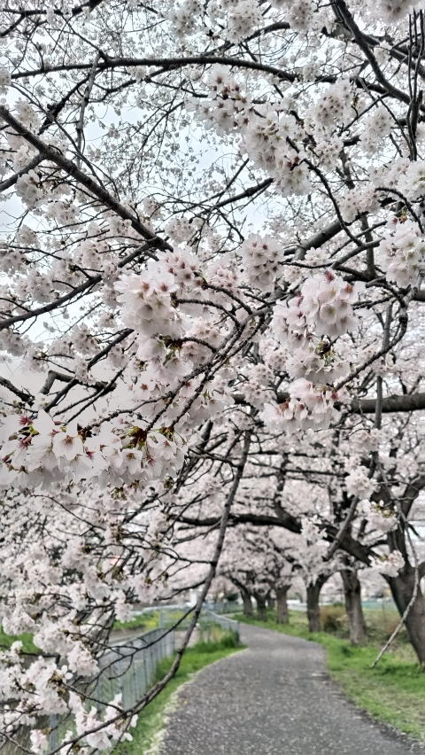 見沼代用水桜