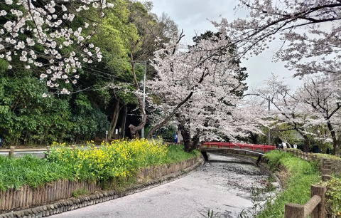 見沼代用水花筏 桜 見沼代用水花筏 桜