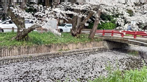 見沼代用水花筏 桜 見沼代用水花筏 桜