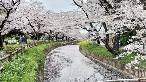 見沼代用水花筏　桜