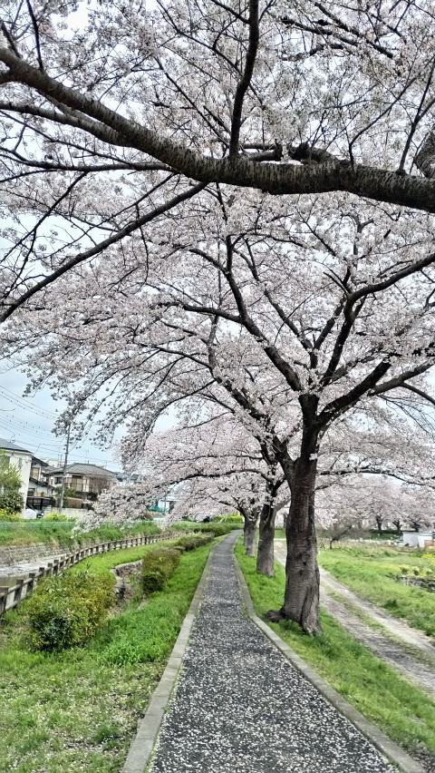 見沼代用水桜