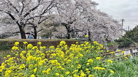 見沼代用水桜 見沼代用水桜