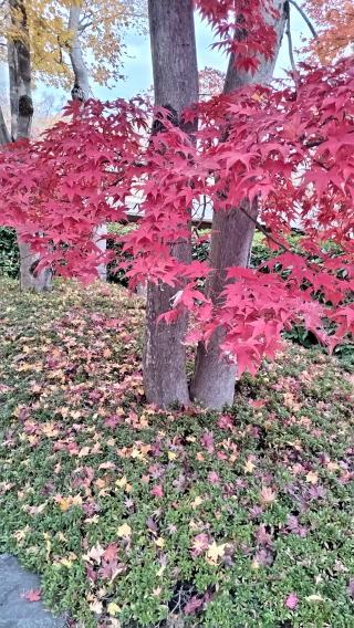 日本庭園紅葉