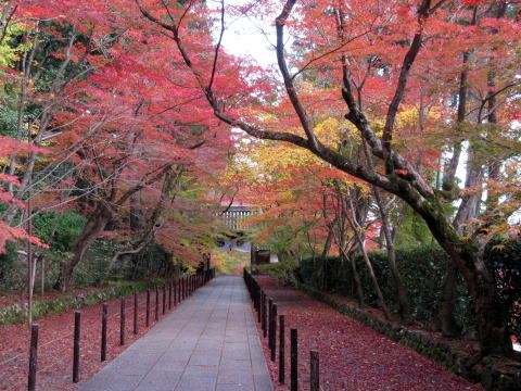 京都光明寺もみじ参道 京都光明寺もみじ参道