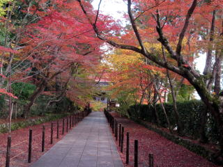 京都光明寺もみじ参道 京都光明寺もみじ参道