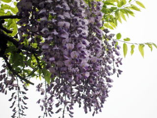 藤の花