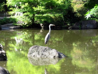 和風庭園の鳥