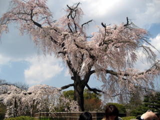 円山公園枝垂桜