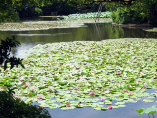 水練の池