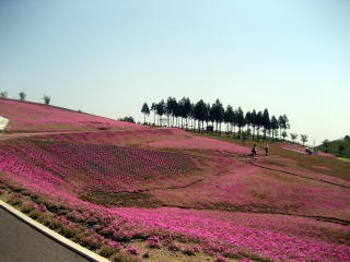 太田の芝桜