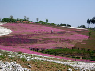 太田の芝桜