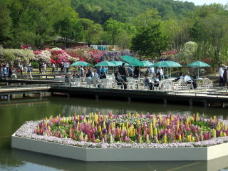 池のルピナス